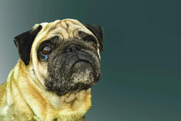 Gri arka planda yalnız başına ağlayan köpek pug