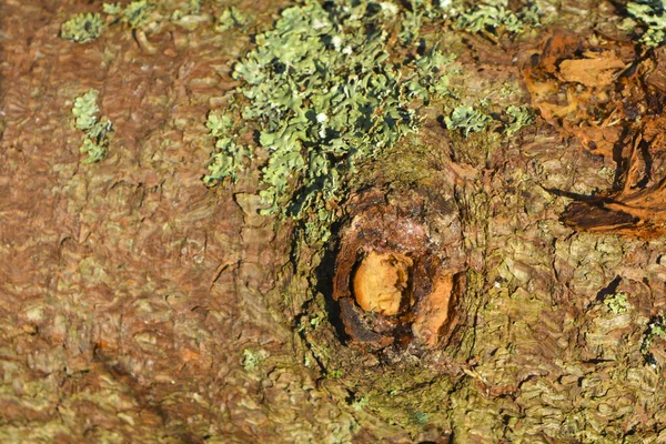 Casca de pinheiro com musgo. fundo abstrato para design e projeto — Fotografia de Stock