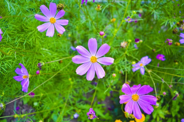 Lindas flores no jardim. Fundo de uma variedade de flores do jardim . — Fotografia de Stock