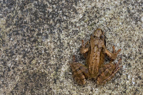 Een kikker zit op een betonnen vloer. zachte focus. kopieerruimte. — Stockfoto