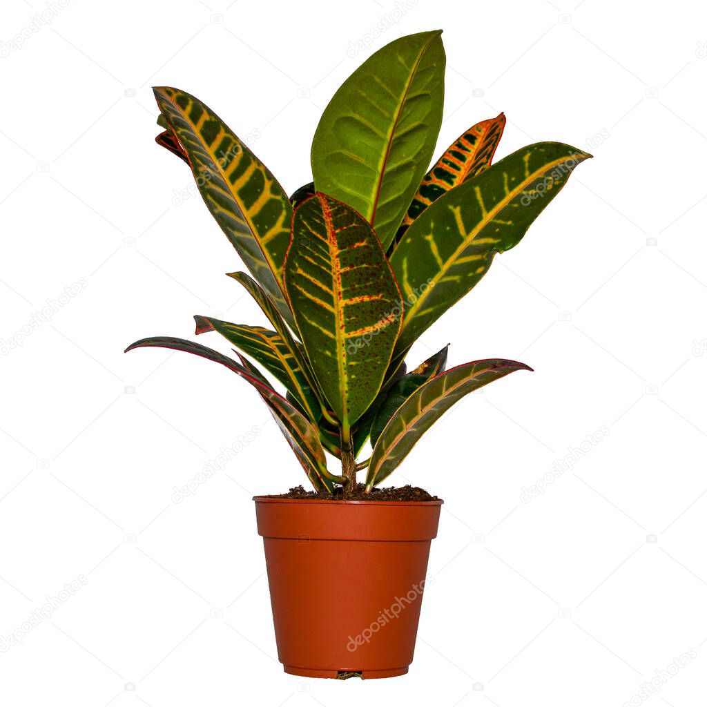 Exotic houseplant isolated on a white background. Tropical plant colorful leaves. Codiaeum variegatum, croton.