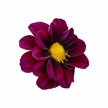 Dahlia çiçeği, beyaz arkaplanda izole edilmiş kırmızı yıldız çiçeği.