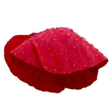 Beyaz arka planda izole edilmiş yağmur damlalı haşhaş tomurcuğu. Proje için görüntünün güzelliği, tasarım.