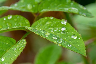 Seçici odaklanma. Yumuşak odaklanma. Yeşil yaprakların üzerine yağmur damlaları. Güzel doğal görüntü..