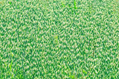 Yulaf tarlası. Yeşil yulafların soyut arkaplanı.