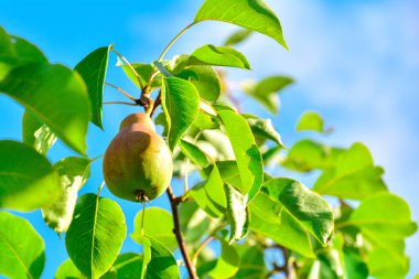 Bir dalda doğal sulu armut. Ağaçta bir armut, yeşil yaprakların arasında ve mavi gökyüzüne karşı. Seçici odak.