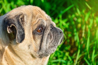 Üzgün bir köpek yeşilliğin arasında oturuyor ve gün batımını izliyor. Pug rahatlatıcı ve rahatlatıcı.