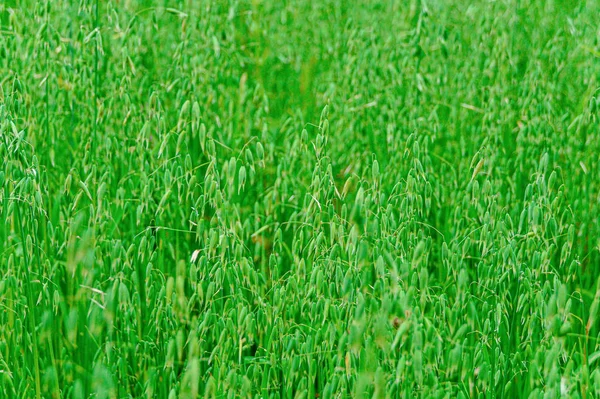 Oat field. Abstract background of green oats.
