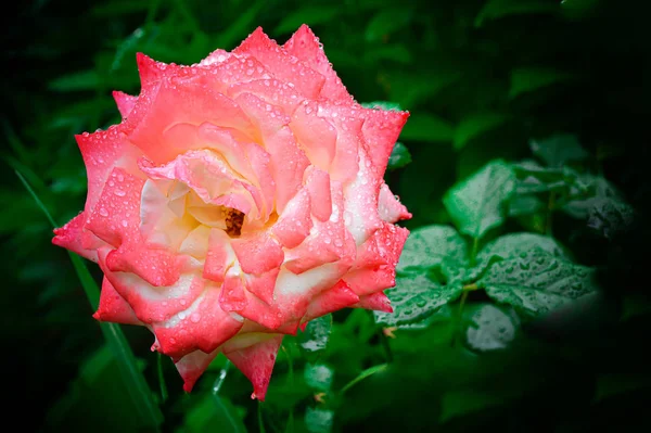 Pink rose after rain on a dark green leaf background. Natural beautiful background for postcards and project. Concept: holiday and love. — Stock Photo, Image