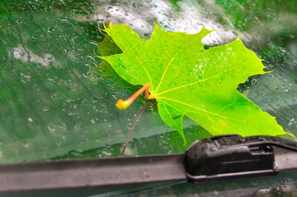 Folha de bordo no vidro do carro após a chuva de outono. Conceito: outono e r — Fotografia de Stock