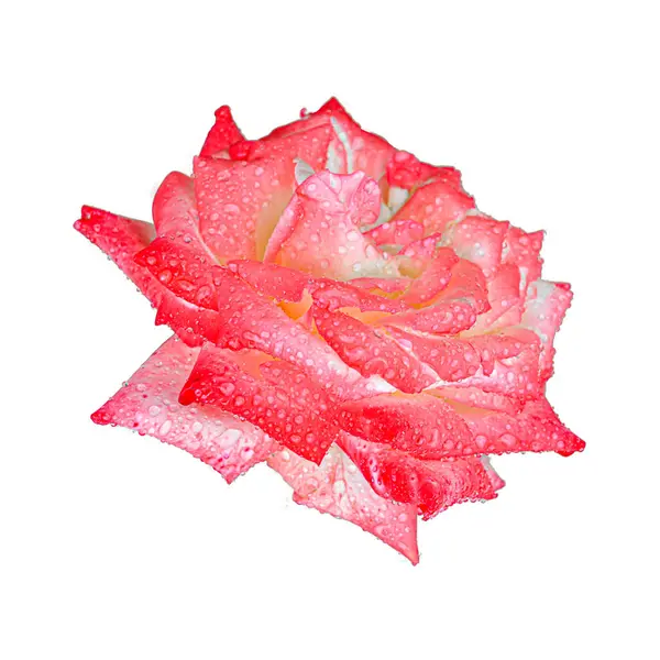 Rose rouge après pluie isolée sur fond blanc. Belle fleur naturelle pour cartes postales et projet de design . — Photo