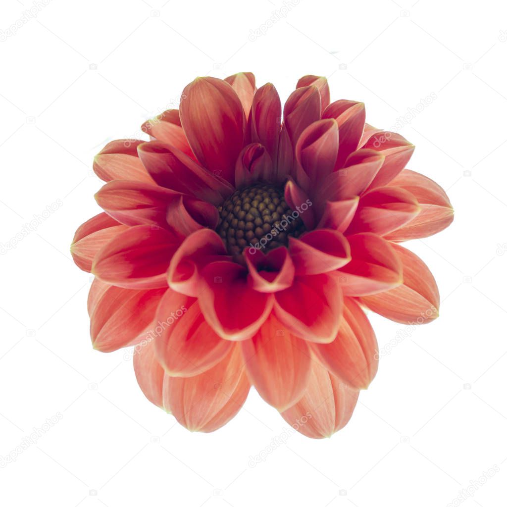 Dahlia flower isolated on white. Soft focus. Image for the proje