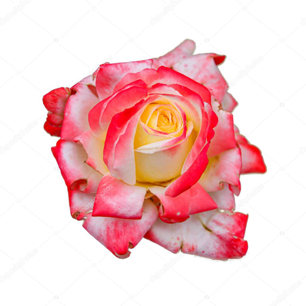 pink rose after rain isolated on a white background. Natural beautiful flower for postcards and project. Concept: holiday and love.
