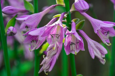 Çiçek açan Hosta. Bulanık yeşil arkaplanda yakın plan renkler. Kartpostallar için resim, tasarım.