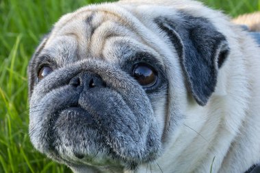 Bir pug portresi. Yaklaştın. Kızgın, hoşnutsuz bir köpek kameraya bakıyor..