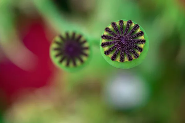 Rijp papaver. Close-up met kopieerruimte. Bovenaanzicht op wazig groen — Stockfoto