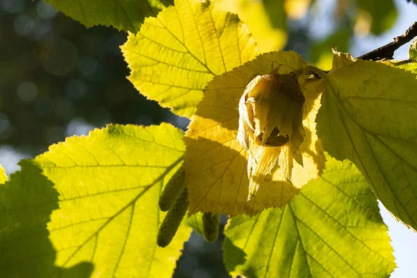 Ripe hazelnut on a branch in the fall on a sunny day. copy space — Stock Photo, Image