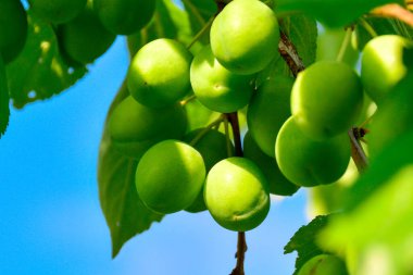 Bir dalda yeşil erikler. Erik dalında meyveler. Güneşli bir günde bahçedeki bir dalda olgunlaşmamış yeşil erikler.