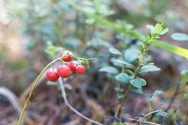Kar damlasının kırmızı zehirli meyveleri