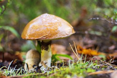 Güzel, yenilebilir mantar. Suillus grevillei (yaygın olarak Greville 's bolete ve larch bolete olarak bilinir)