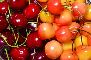 Soyut bir arkaplan olarak iki çeşidin taze kirazı. Sağlıklı beslenme, vitamin konsepti.