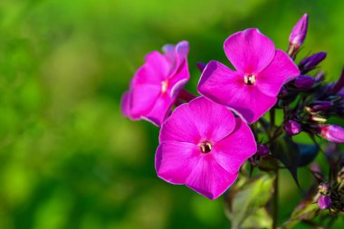 Açan Phlox Paniculata 