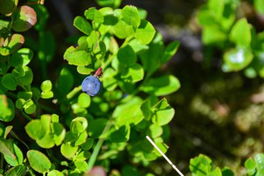 Yaban mersini yakından. Ormandaki bir dalda böğürtlen. Boşluğu kopyala.