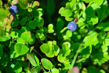 Yaban mersini yakından. Ormandaki bir dalda böğürtlen. Boşluğu kopyala.