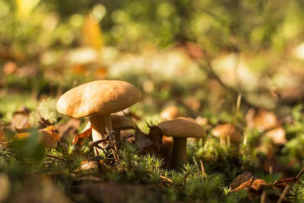 Setas en el bosque. muchos hongos bovinos — Foto de Stock