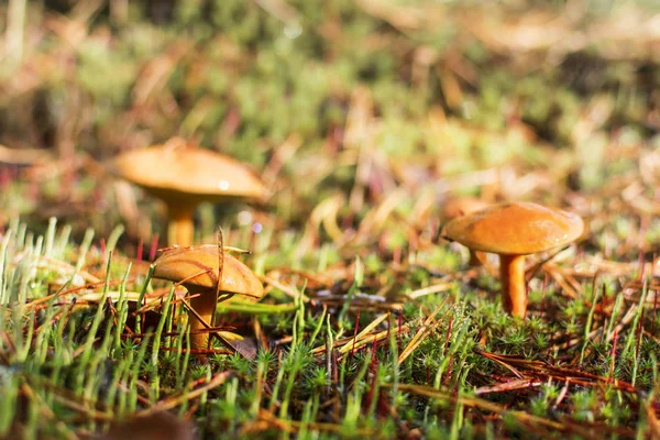 Setas en el bosque. muchos hongos bovinos — Foto de Stock