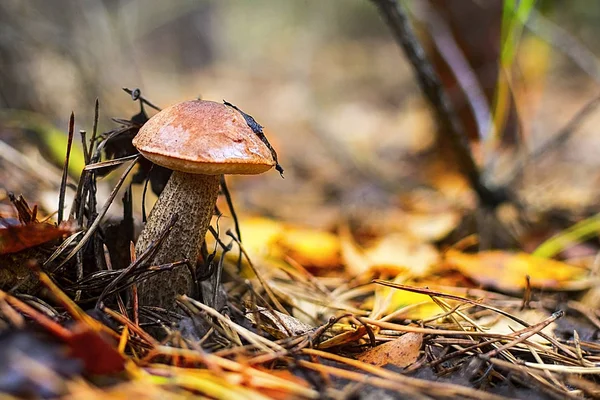 Setas del bosque. Seta de abedul. setas de álamo . — Foto de Stock