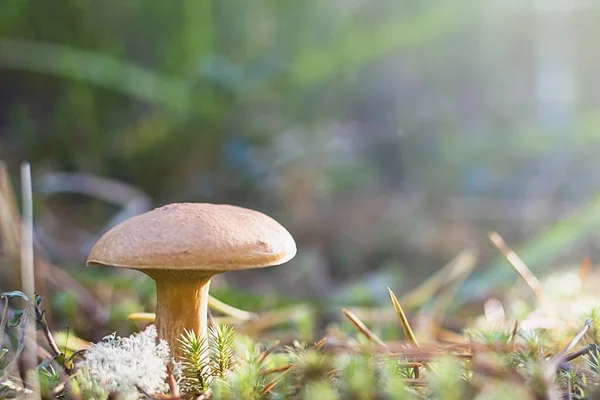 Houby v lese. Hovězí houby — Stock fotografie
