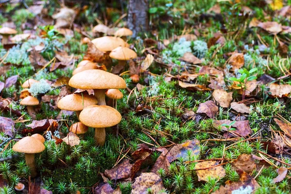 Skupina hub v lese (Suillus bovinus) — Stock fotografie
