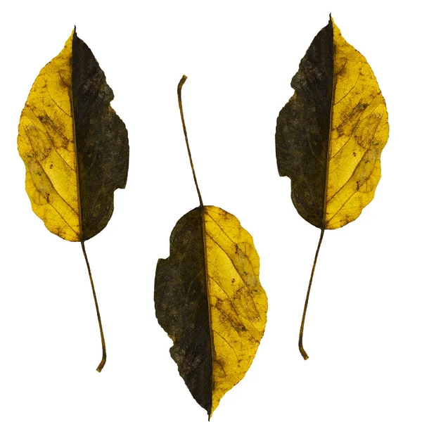 Podzimní listí izolované na bílém pozadí. Bezešvé textury. — Stock fotografie