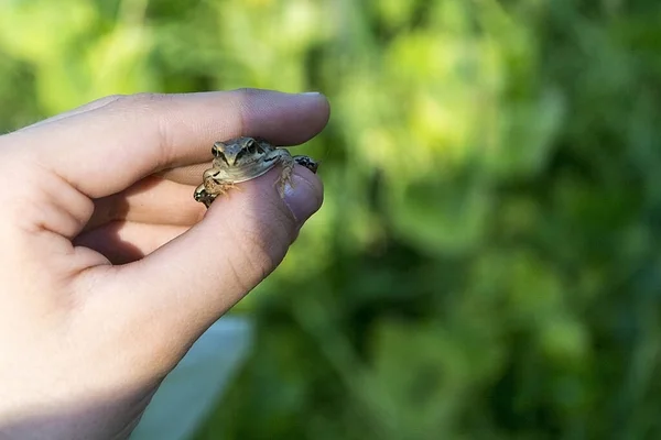 Een kikker in de hand — Stockfoto