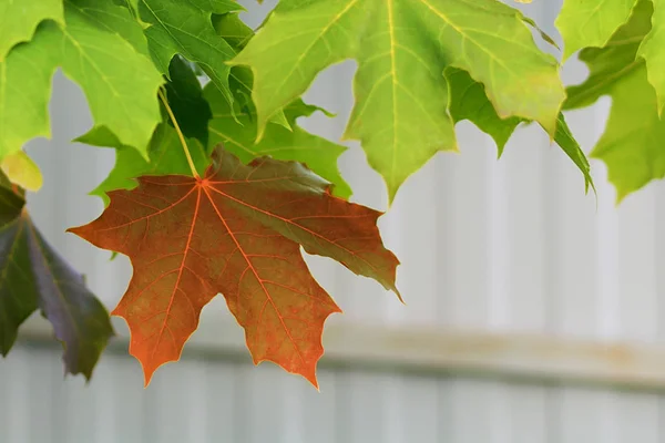 Podzimní javorový list na stromě — Stock fotografie