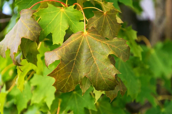 Jesienny liść klonu na drzewie — Zdjęcie stockowe