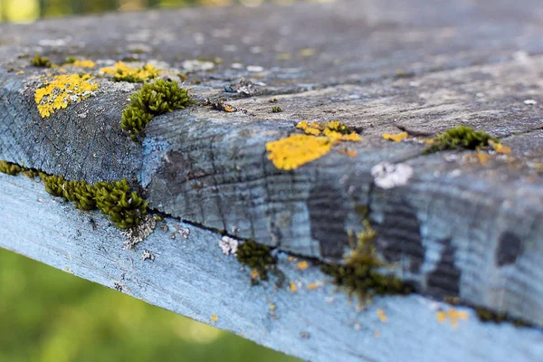 Hongo del molde en las tablas — Foto de Stock