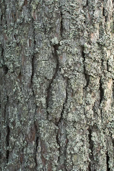 Écorce sur le tronc d'un pin — Photo
