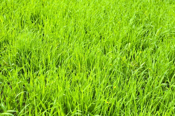 Зеленые стебли обыкновенного овса (Avena sativa) на поле. Естественный фон. Зеленый фон травы . — стоковое фото