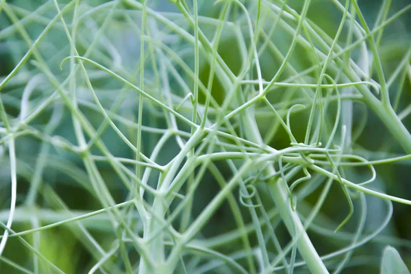 エンドウ豆の茎の交換。茎の緑のカールの自然な抽象的な背景。緑のエンドウ. — ストック写真
