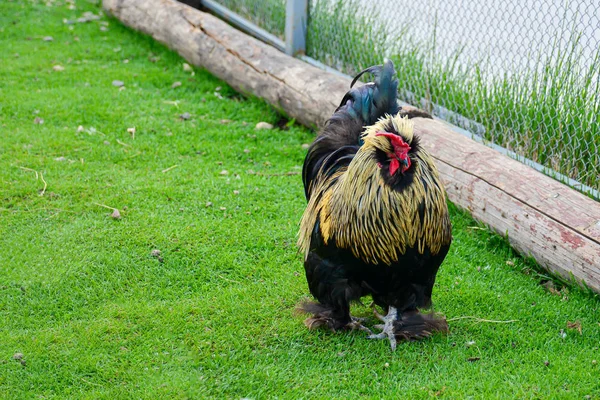 Breed of decorative chicken. thoroughbred chicken close-up on a green meadow. Organic farming, grazing birds. Agriculture. — Stock Photo, Image