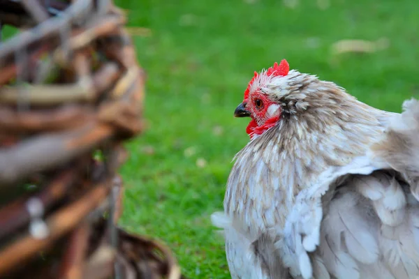 Breed of decorative chicken. thoroughbred chicken close-up on a green meadow. Organic farming, grazing birds. Agriculture. — Stock Photo, Image