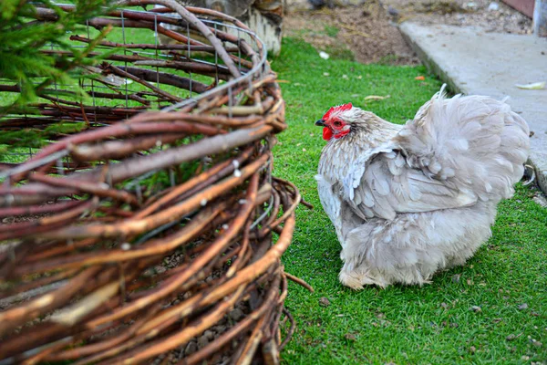 Breed of decorative chicken. thoroughbred chicken close-up on a green meadow. Organic farming, grazing birds. Agriculture. — Stock Photo, Image