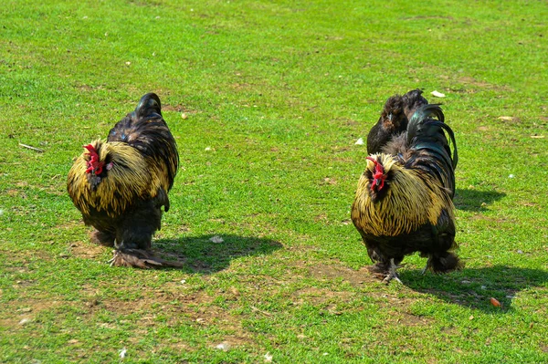 一种装饰鸡的品种. 纯种鸡特写在绿色的草地上。 有机耕作，放牧鸟类。 农业. — 图库照片