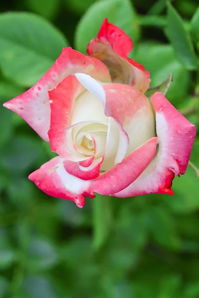 Rojo con una rosa blanca sobre un fondo verde borroso. Postura perfecta para postales y diseño . —  Fotos de Stock