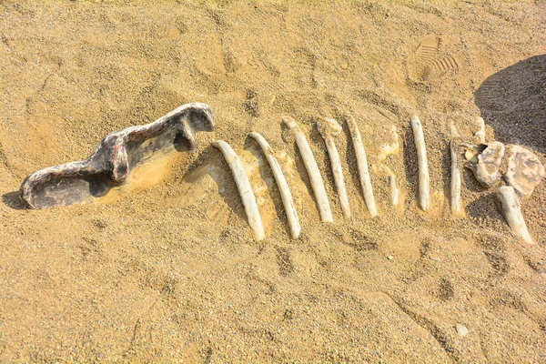 子供の教育と訓練のための砂の中に恐竜の化石発掘シミュレータ. — ストック写真