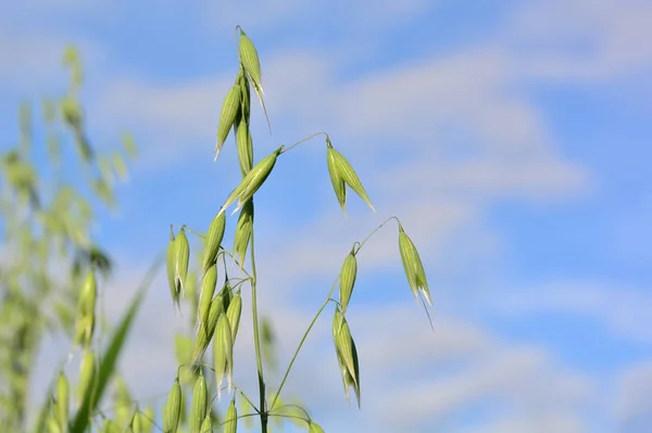Уши овса растут на зеленом поле на фоне голубого неба . — стоковое фото