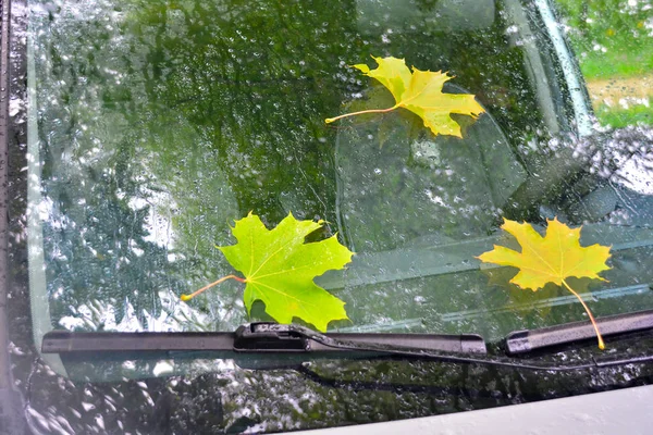 Podzimní javorové listí na čelním skle auta vlhkém deštěm. — Stock fotografie
