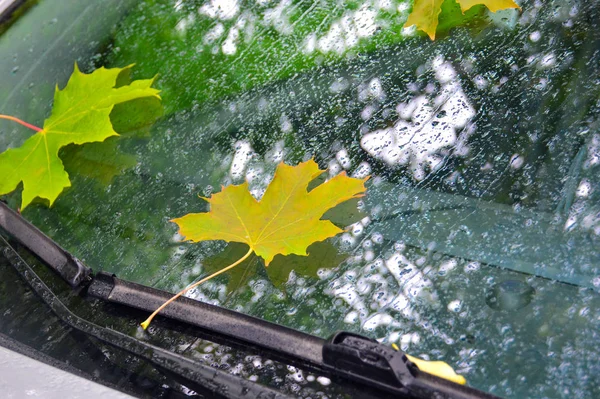 Осенние кленовые листья на лобовом стекле автомобиля, мокрые от дождя . — стоковое фото